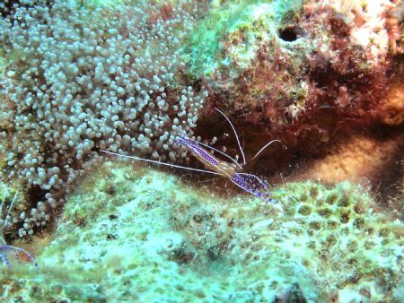 Peterson cleaner, Bonaire by Mike Bisnett 