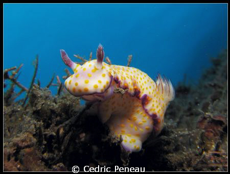 nudi Ribescia pulchella by Cedric Peneau 