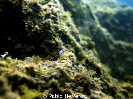 Flavelina by Pablo Herrero 