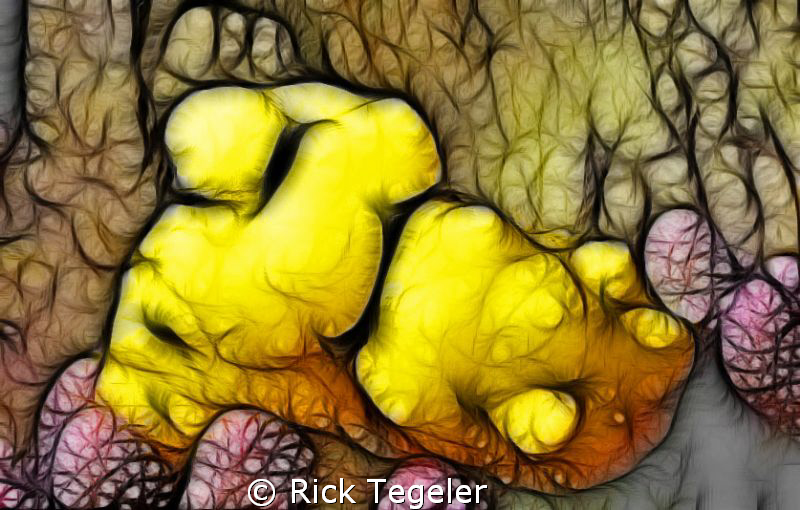 Minor Notodoris... Ant Atoll... Pohnpei.  Enjoy! by Rick Tegeler 