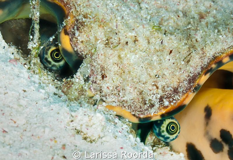 Conch by Larissa Roorda 