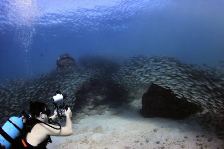 Big Eyed Scad 2, Laulau Bay, Saipan MP by Martin Dalsaso 