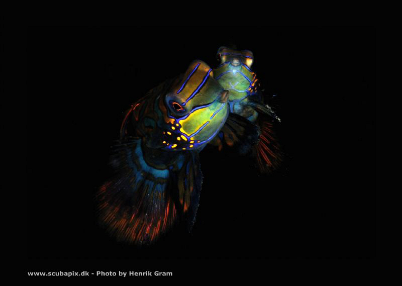 Mating Manderinefish by Henrik Gram Rasmussen 