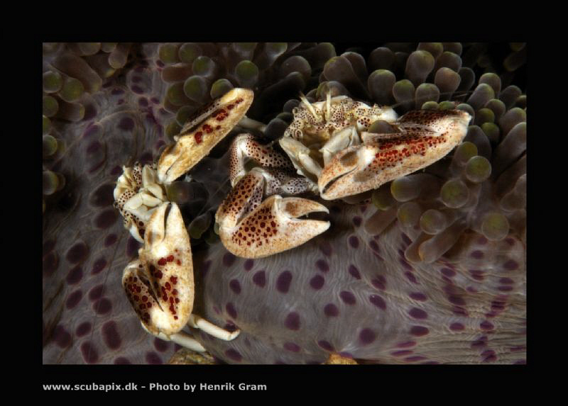 Two is better than one ;) by Henrik Gram Rasmussen 
