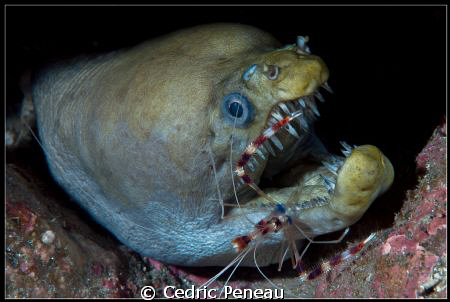 viper moray and boxer shrimp by Cedric Peneau 