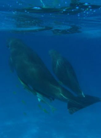 Dugon and Calf, Ningaloo Reef - Western Australia by Penny Murphy 