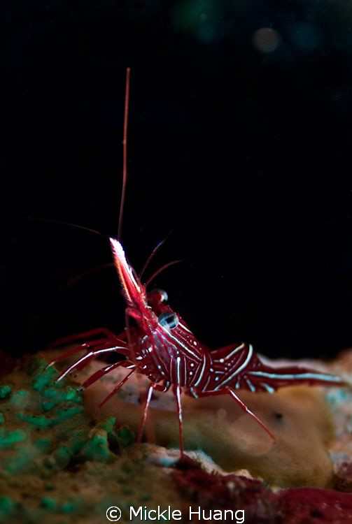 Stunt :-)
Durban hinge-beak Prawn
Seraya Bali by Mickle Huang 