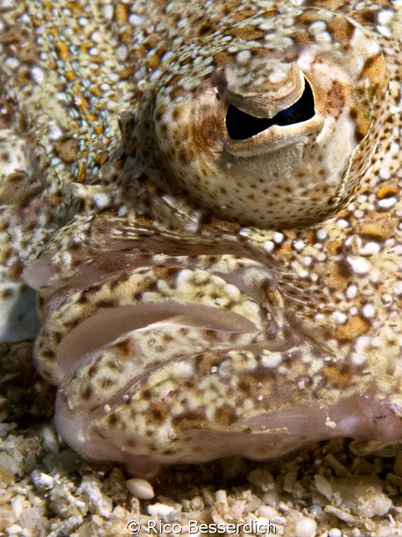 "Face of a flounder" by Rico Besserdich 
