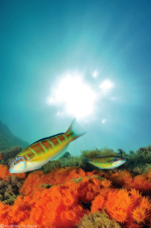 Thalassoma pavo_Tabarka_Tunisia by Mathieu Foulquié 