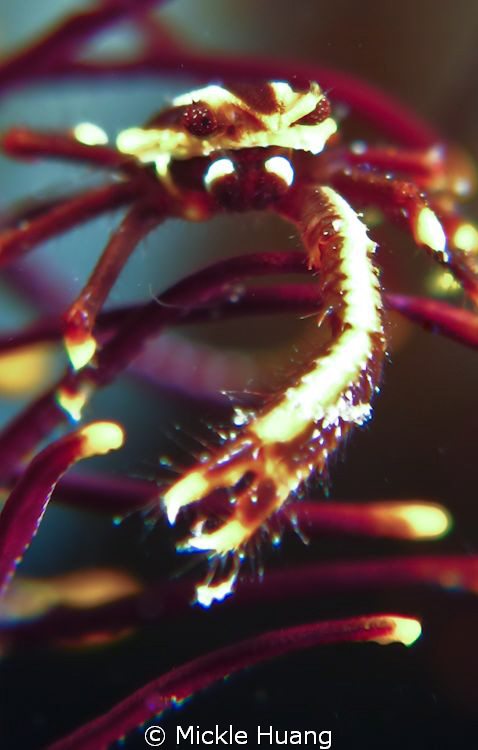 Get out of here !
Elegant squat lobster
Seraya Bali by Mickle Huang 