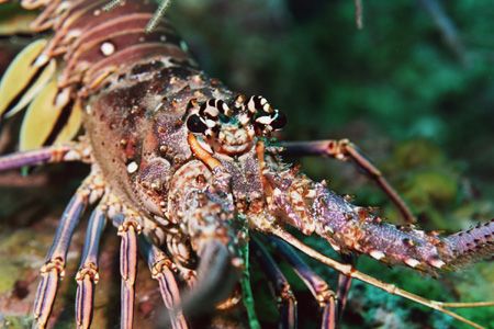 Spiny Lobster. by Jacques Miller 