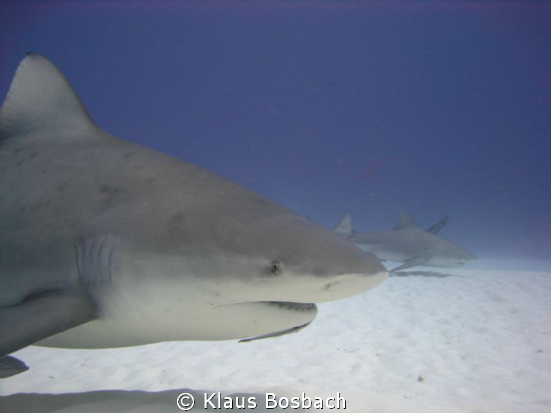 Bull shark with Playa scuba Dive Center by Klaus Bosbach 