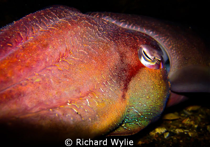 Giant cuttlefish in South Australia - taken with a canon ... by Richard Wylie 