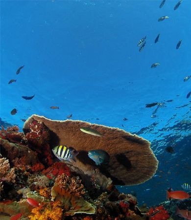 From Komodo island in Indonesia. by Kristian Jaksch 