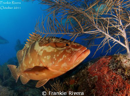 Nassau Grouper, by Frankie Rivera 