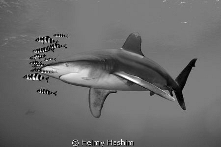 b&w ! by Helmy Hashim 