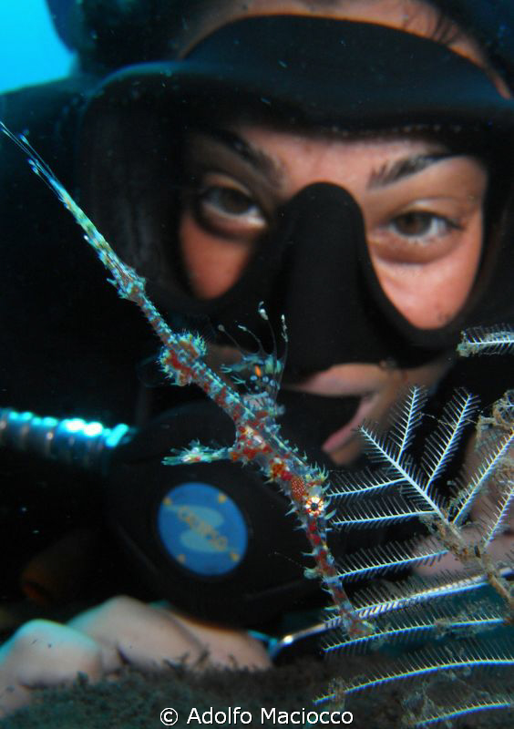 Juvenile  ornate ghostpipefish & diver by Adolfo Maciocco 