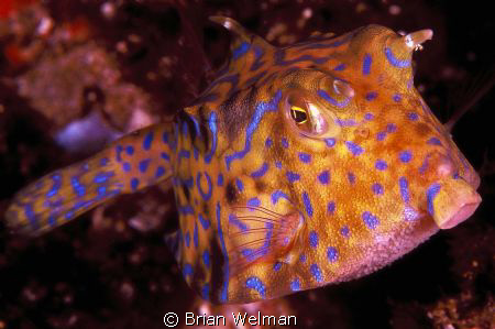 What's Up? by Brian Welman 