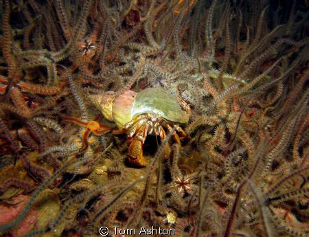 Under the bridge to the Isle of Skye by Tom Ashton 