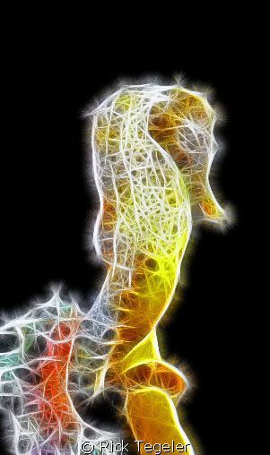 Sea horse. by Rick Tegeler 