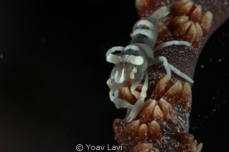 wire coral shrimp
60 MM macro +60 mm extension tubes by Yoav Lavi 