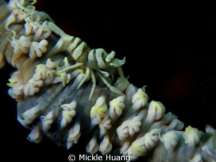 Living in garden
Zanzibar Shrimp on Spiral Coral 
North... by Mickle Huang 