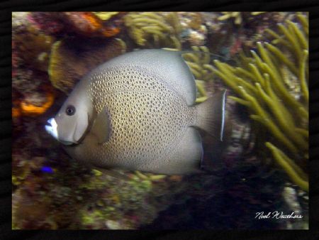 Angelfish: taken off the coast of Puerto Rico by Noel Weathers 