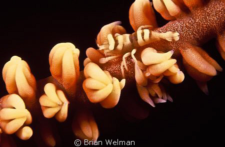Whip Shrimp
Shot with Nikon F90X and 105mm Macro lens wi... by Brian Welman 