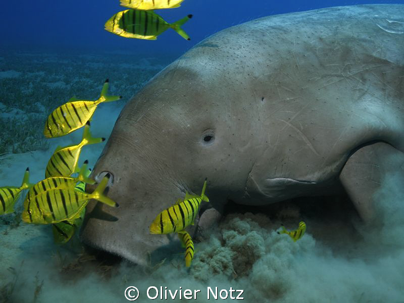After a search of around 40 minutes, we finally find him :-) by Olivier Notz 