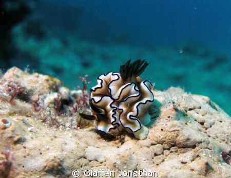 Doris à marges noires
Glossodoris atromarginata
Species... by Giafferi Jonathan 