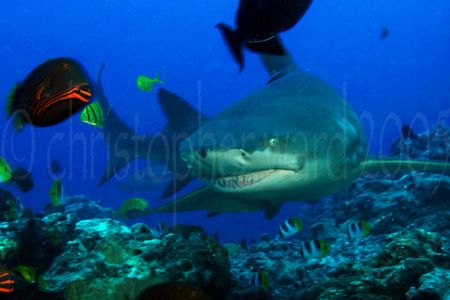 Bora Bora, French Polynesia. 8' lemon shark, pilot fish. ... by Christopher Ward 