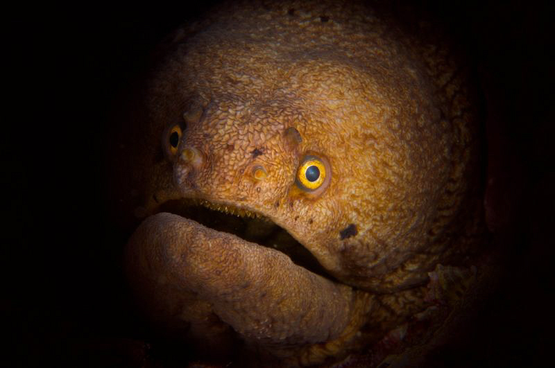 Broadband Moray by Paul Colley 