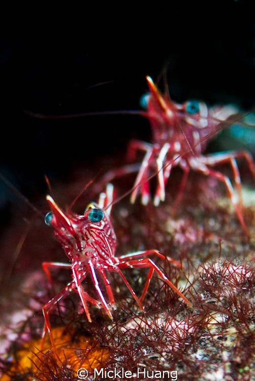 Hurry up !
Durban hinge-beak Prawn
Seraya Bali by Mickle Huang 