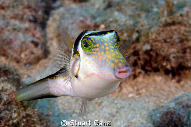 Crowned Toby taken @ Electric Beach, Oahu. by Stuart Ganz 
