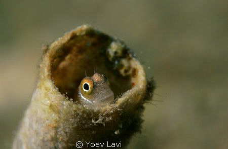 Pipping
small gobi pipping from a tube by Yoav Lavi 