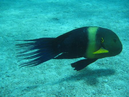 red sea creature-eilat, israel by Gil Ben-meir 