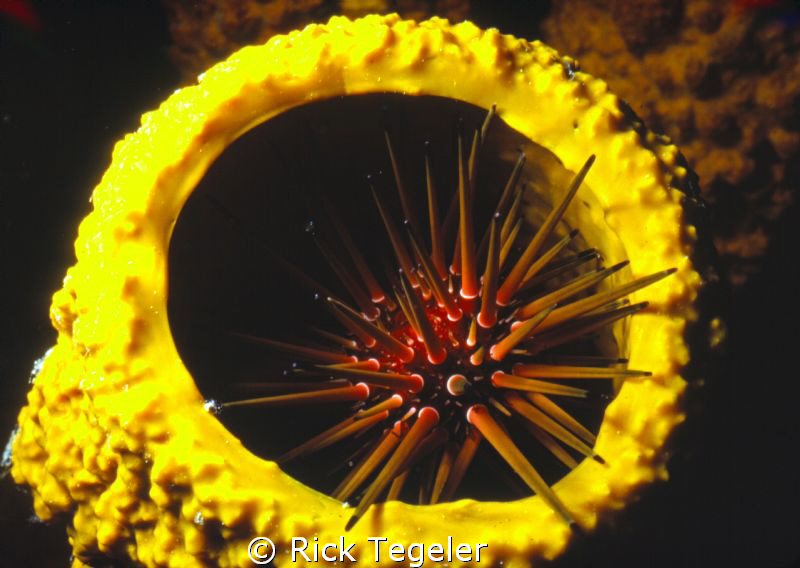 Be careful where you step... by Rick Tegeler 