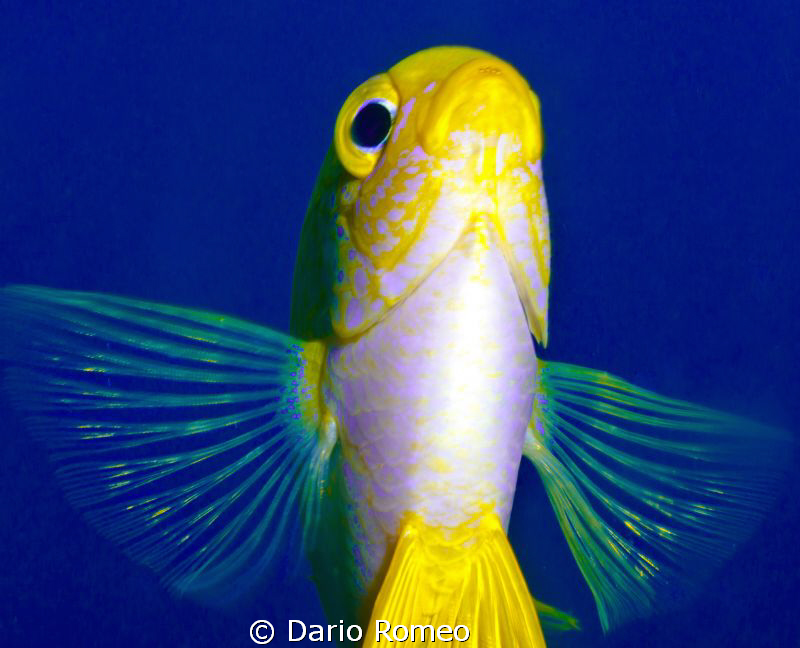 Chrysiptera starcki, Damsel in shallow water, pics was ta... by Dario Romeo 