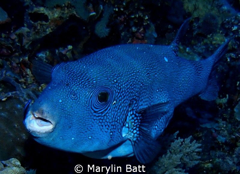 Beautiful blue puffer by Marylin Batt 