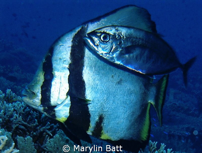 Bat fish with it's friendly Bar Jack. by Marylin Batt 