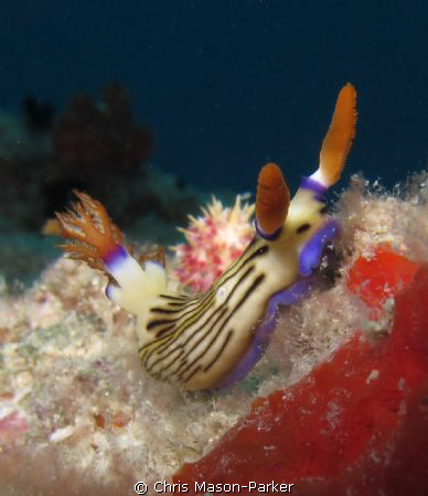 Nembrotha lineoata feeding on a sponge by Chris Mason-Parker 
