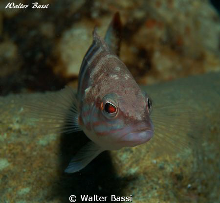 pesce sacchetto by Walter Bassi 
