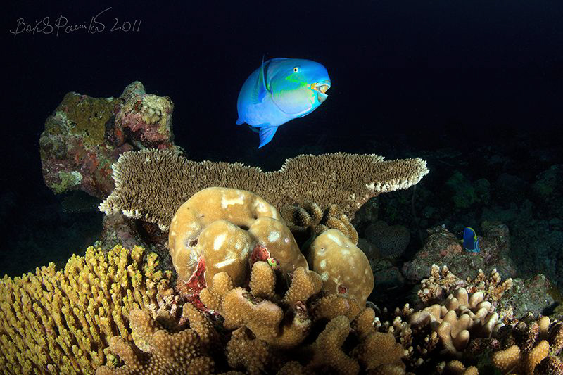 Oh...
/ encounter with parrotfish by Boris Pamikov 