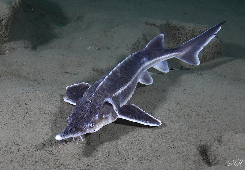 Sturgeon by Veronika Matějková 