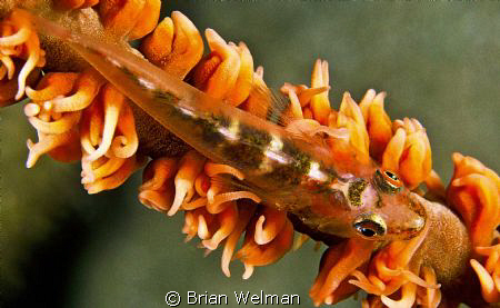 Whip Goby
Nikon F90X with 105mm Macro lens and +2diopter... by Brian Welman 