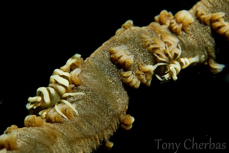 Follow the Leader: Zanzibar Shrimp by Tony Cherbas 