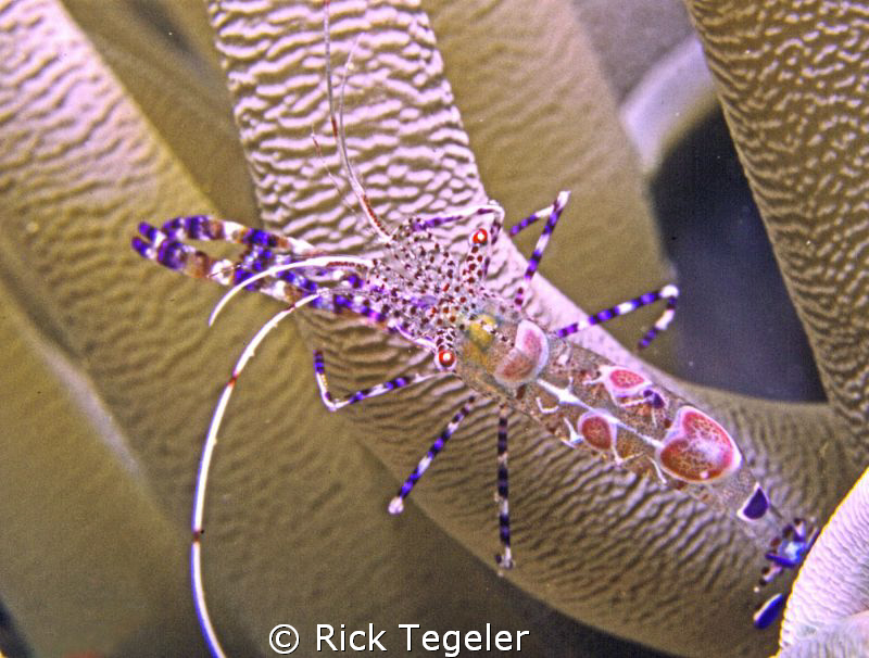 Yucatanecus - 1. by Rick Tegeler 
