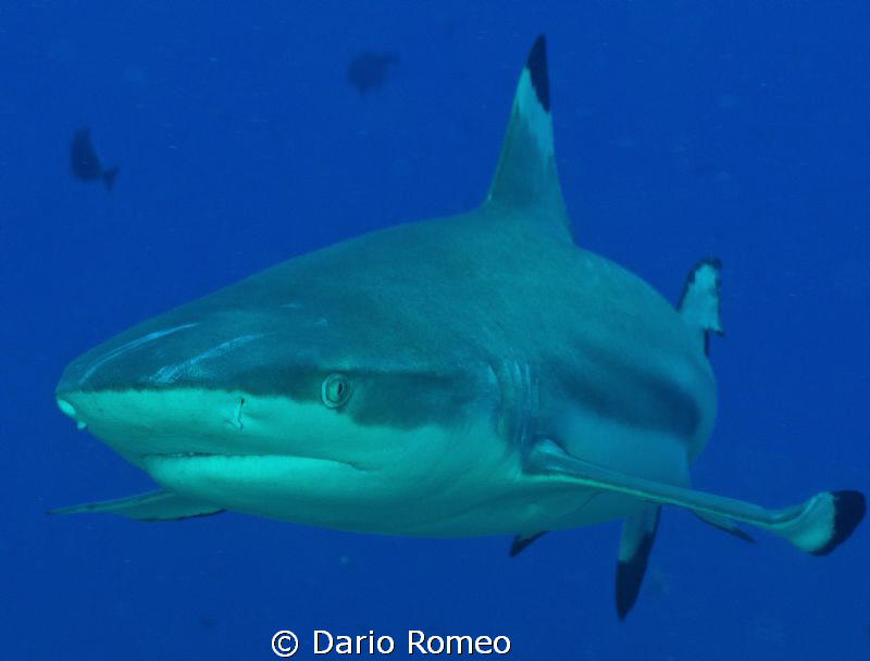 Shark- Black Tip , this kind of shark follow the divers d... by Dario Romeo 