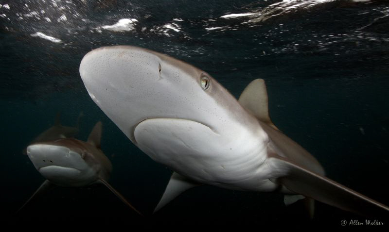 2 Dusky sharks popping in for a close visit. by Allen Walker 