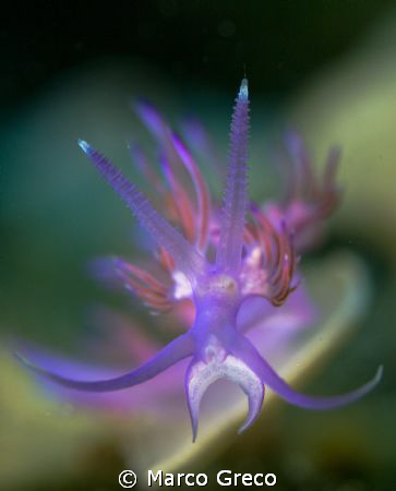 Flabel. Nikon d40 -  2 strobe by Marco Greco 